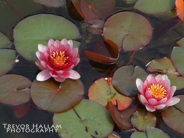 Lily Pads