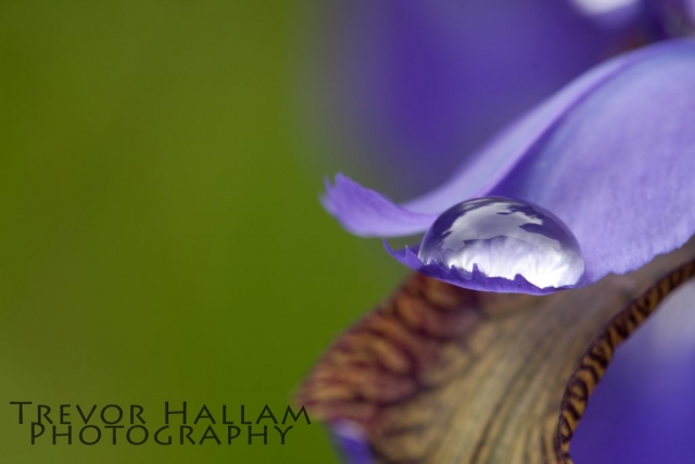 Iris Water Drop