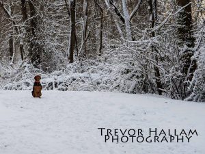 Waiting in the Snow