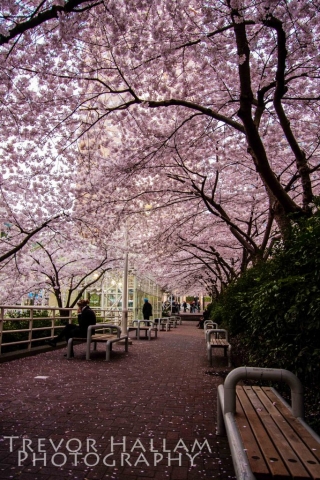 Vancouver Cherry Blossems