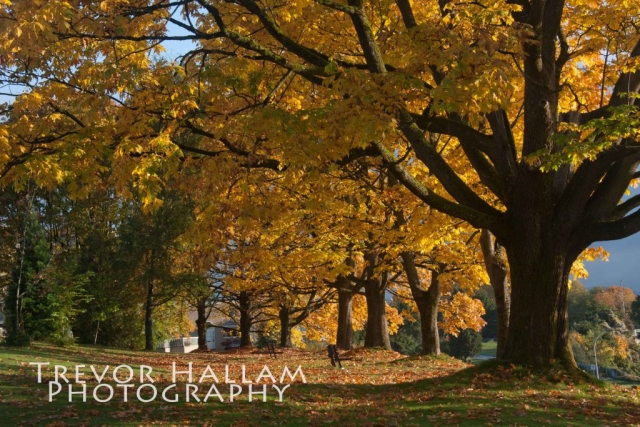 Autumn New Westminster