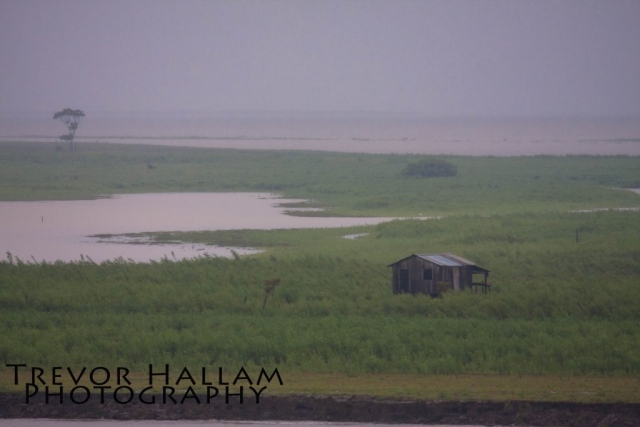 Amazon Delta, Brazil