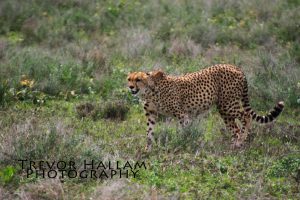 Cheetah, Serengeti Park, Tanzania