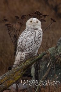Snowy Owl Delta BC