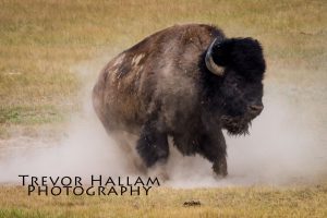 Bison, Grasslands Park, Saskatchewan