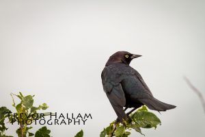 Wateron Lakes National Park