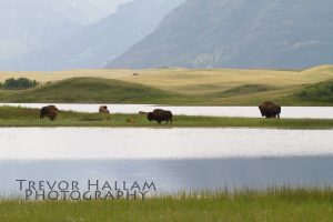 Bison, Wateron Lakes National Park