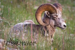 Big Horn Sheep Banff National Park