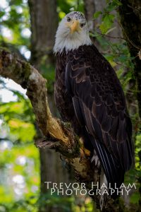 Evil Eye From and Eagle Eye