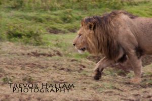 On the Prowl, Ngorongoro Crater, Tanzania