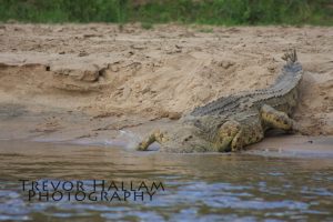 Crocodile, Seloue Reserve, Tanzania