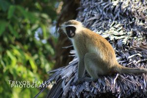 Monkey, Selous Reserve, Tanzania