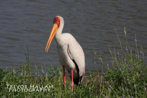 Crane, Selous Reserve, Tanzania