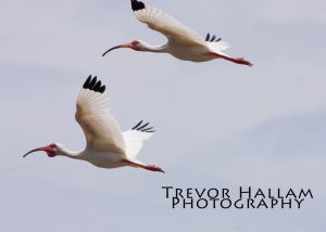 White Ibis, Costa Rica