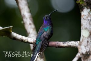 Hummingbird, Monteverde, Costa Rica
