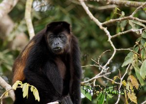 Howler Monkey Costa Rica